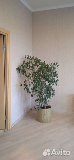 Фикус бенджамина