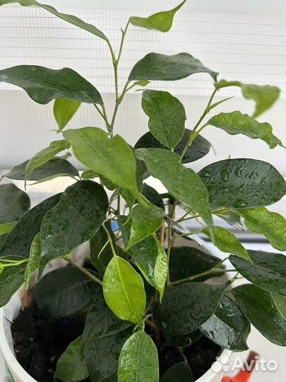 Фикус бенджамина Даниэль