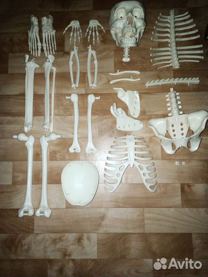 Скелет Артем от deagostini