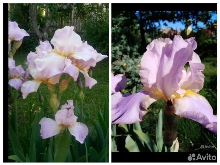 Ирисы разные сорта