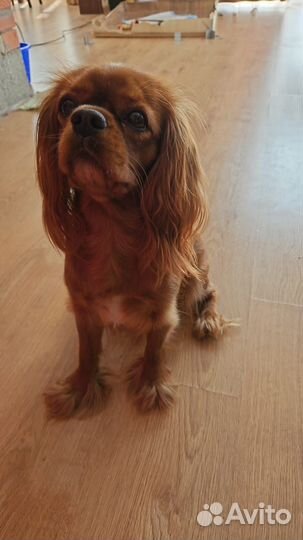 Спаниель Кавалер кинг чарльз спаниель