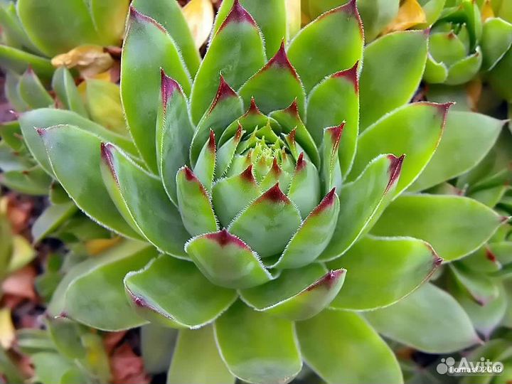 Молодило, каменная роза