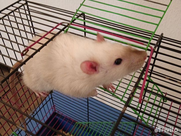 Крысы с клеткой