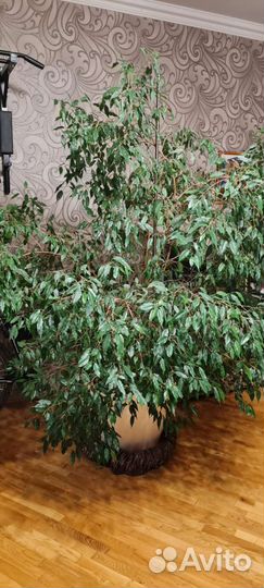 Фикус бенджамина