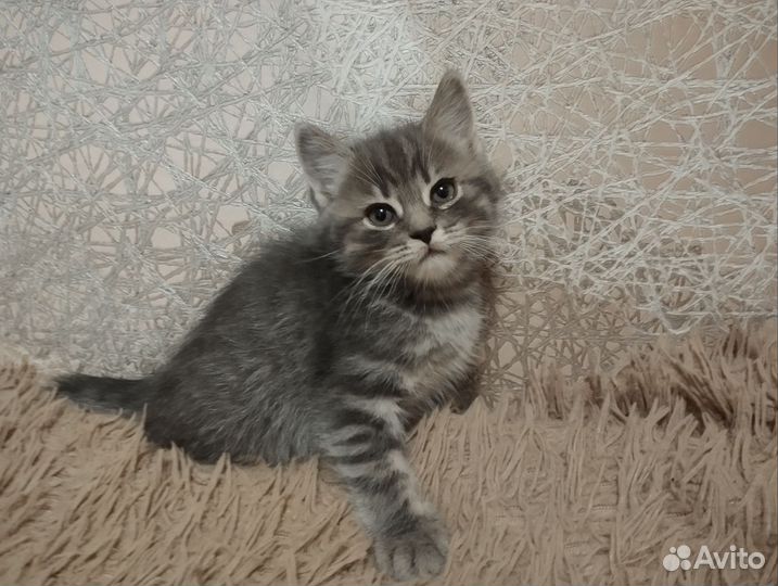 Два котика от шотландской вислоухой кошки