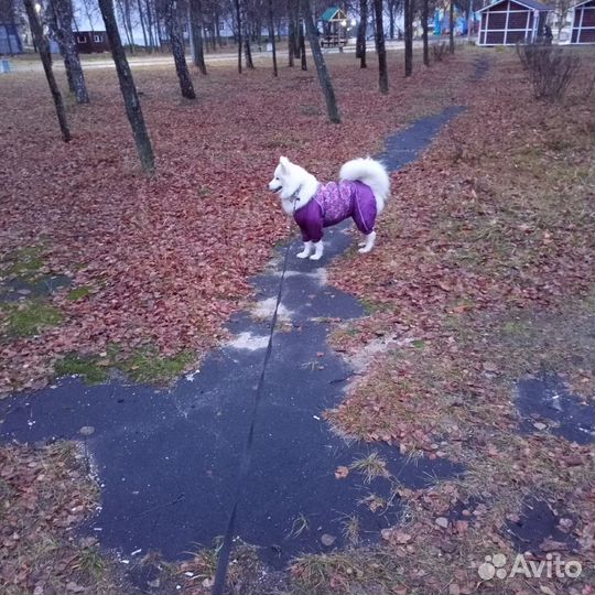 Дождевик для средней собаки