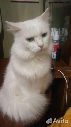 Кот турецкая ангора