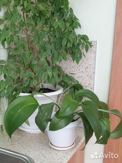 Комнатное растение Эухарис