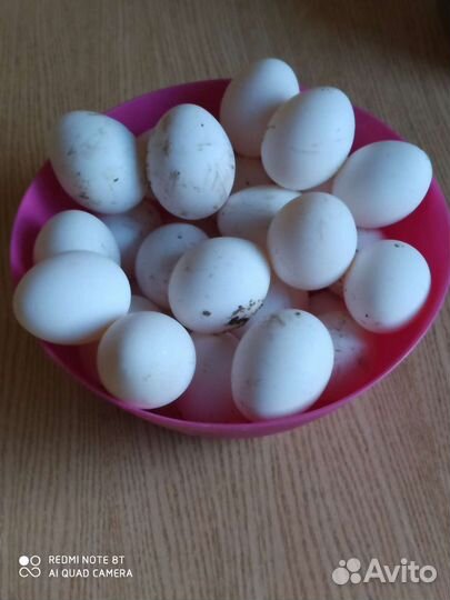 Домашние куриные яйца