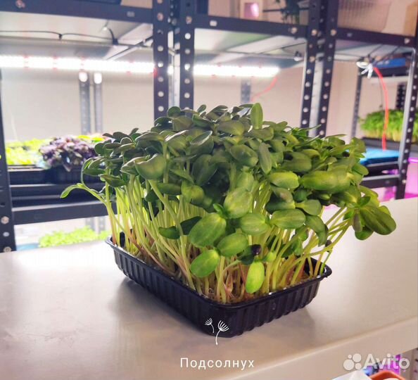 Микрозелень