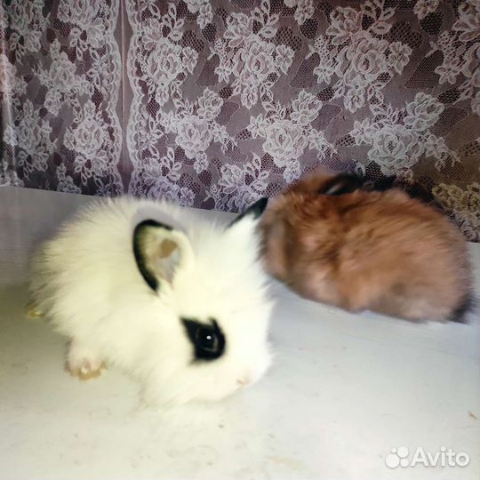 Карликовые кролики