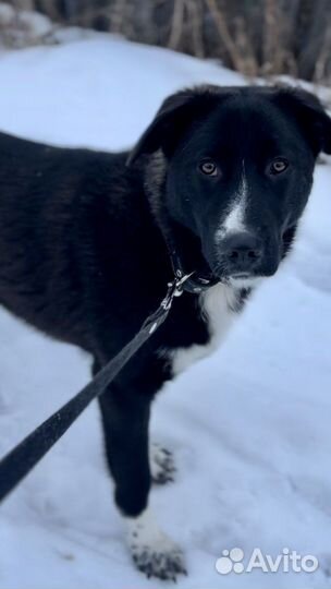 Собака Дана