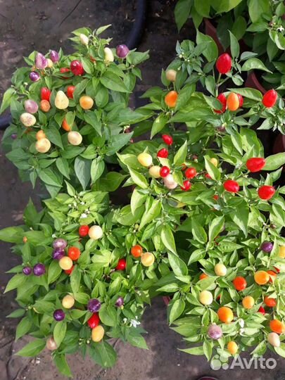 Рассада острого кустового перца