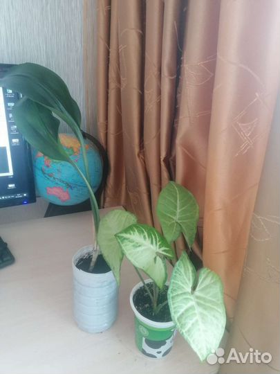 Комнатные цветы