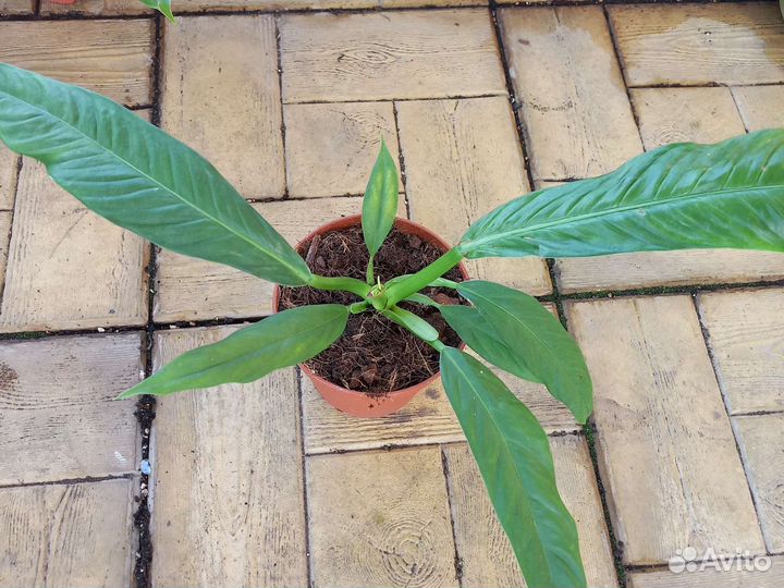 Домашние цветы 2