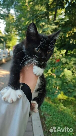 Котята в добрые руки бесплатно коты