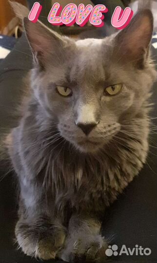 Кошка на вязку