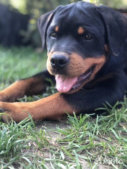 Ротвейлер щенок