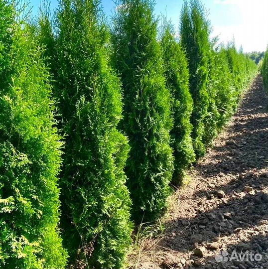 Туя колоновидная (доставка) оптом
