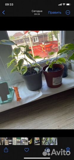 Фикус бенджамина пестролистный