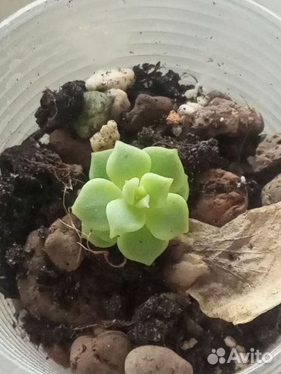 Lola суккулент