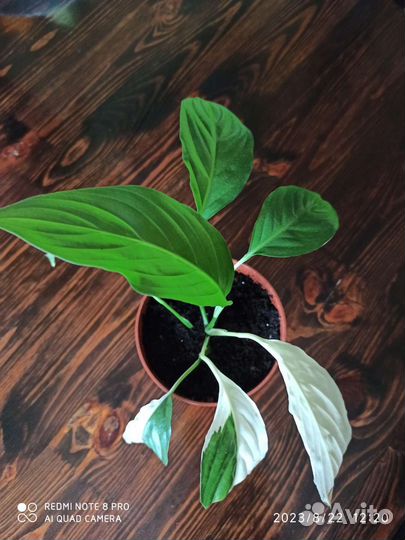 Спатифиллум Пикассо