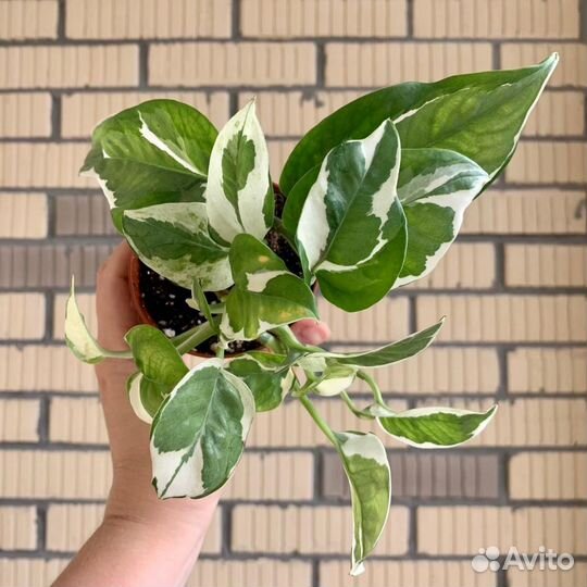 Сциндапсус н джой