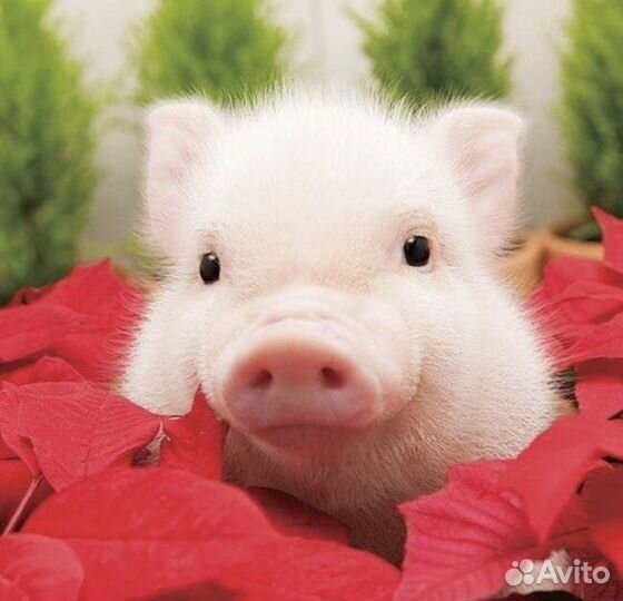 Работа разнорабочий на ферму 2750 смена. Орел