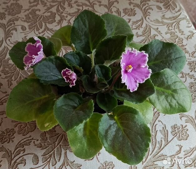 Комнатные цветы