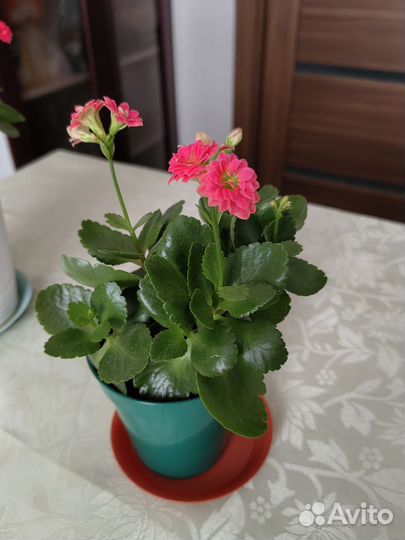 Каланхоэ цветущий красный домашнее растение