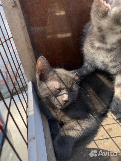 Пушистые, милые Котята