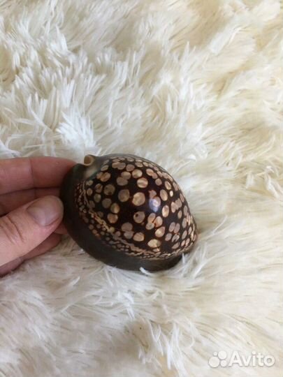 Ракушка, подарок, аквариум