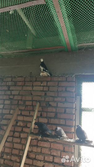Голуби