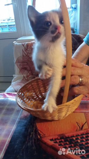 Девочка Ханни 2 мес