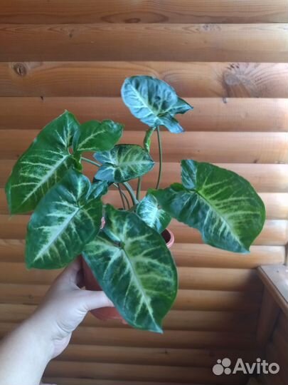 Сингониум бронь