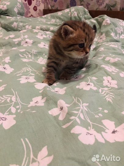 Скоттиш фолд котята