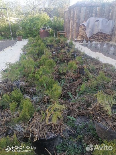 Туя смарагд, шаровидная