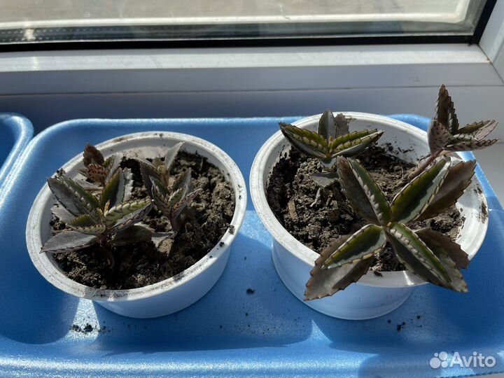 Каланхоэ лечебное