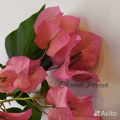 Бугенвиллия сортовая