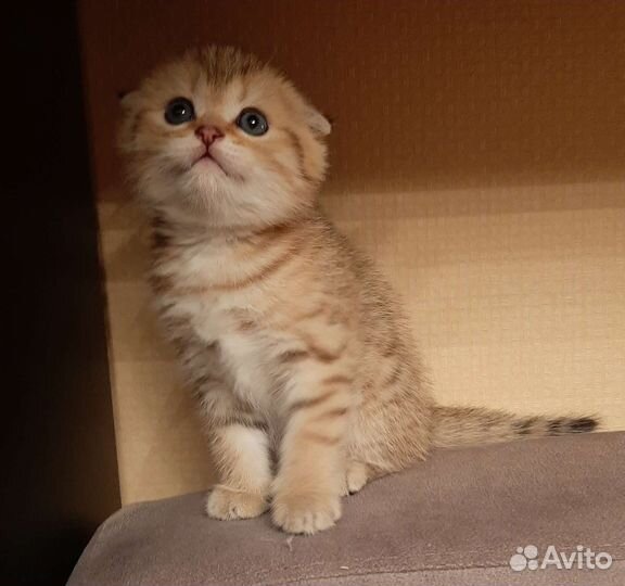 Шотландский вислоухийкотёнок