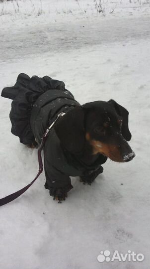 Зимняя одежда для собак