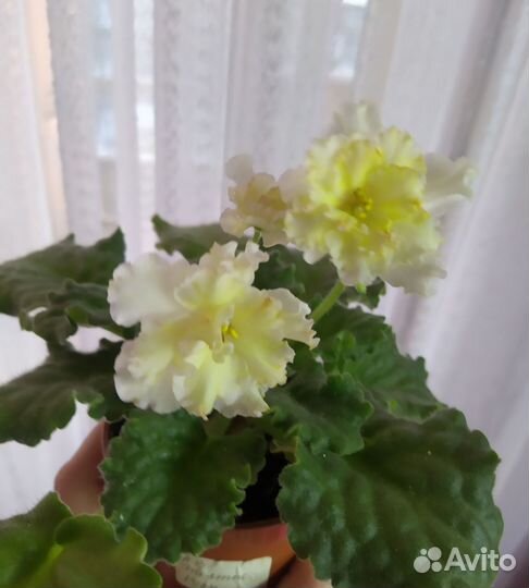 Сортовые фиалки
