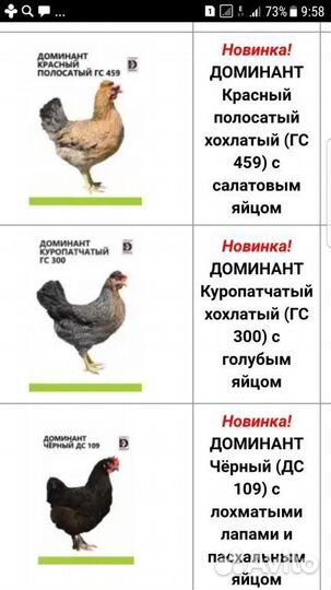 Цыплята Доминант с цветным яйцом