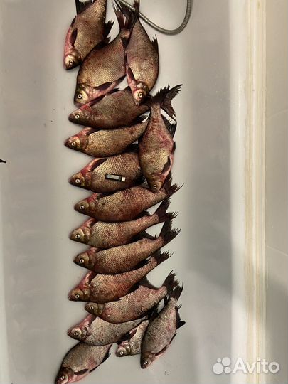 Продам рыбу разную речную