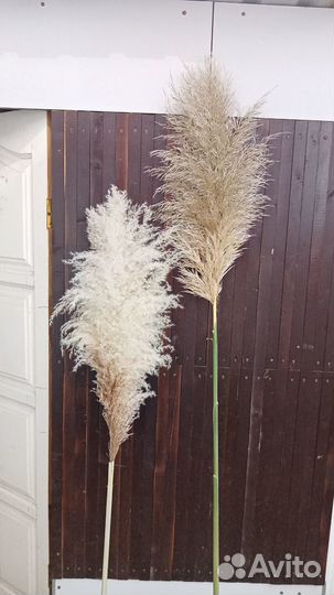 Пампасная трава. Кортадерия