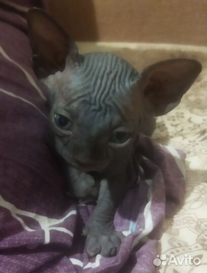 Канадский сфинкс