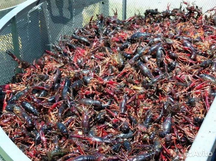 Живая рыба оптом раки