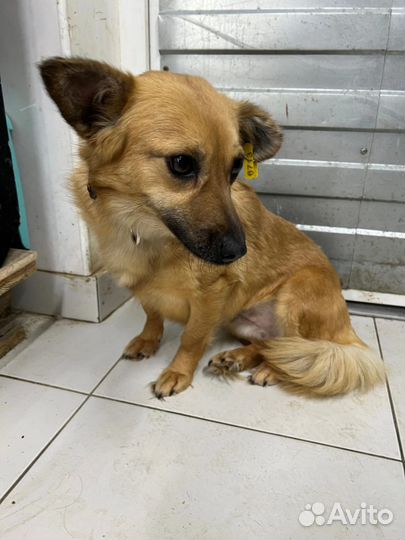 Собака в добрые руки