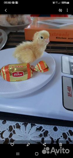 Перепела белые гиганты