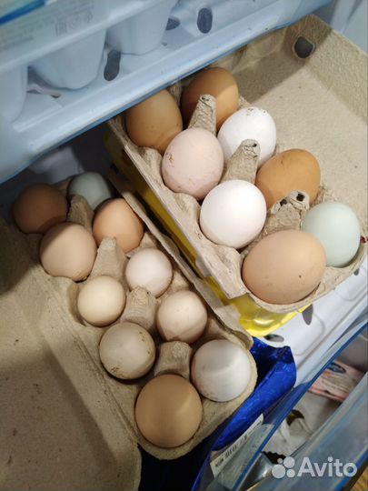 Инкубационное яйцо индейки, гусей, уток, кур